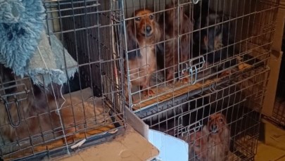 Agresywny właściciel i psy w klatkach. Do akcji wkroczyła policja 