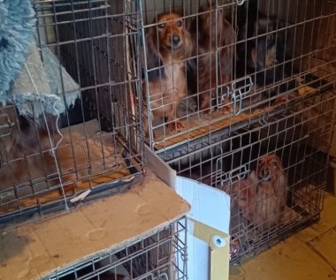 Agresywny właściciel i psy w klatkach. Do akcji wkroczyła policja 