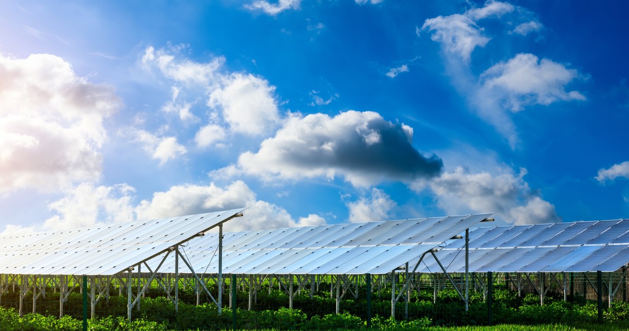 Agrowoltaika to połączenie rolnictwa i uprawy roślin oraz hodowli zwierząt z produkcją energii ze słońca /123RF/PICSEL