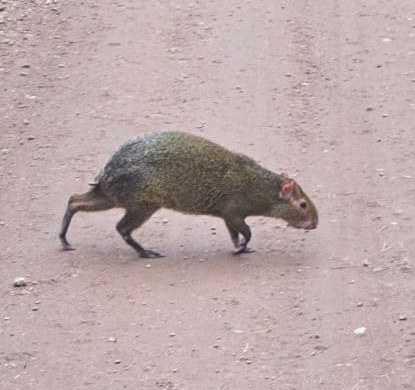 Aguti spacerował po rybnickim lesie pod koniec marca /Facebook/Nadleśnictwo Rybnik /Facebook