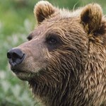 AI kontra niedźwiedzie. Nowy wynalazek pomoże uniknąć tragedii