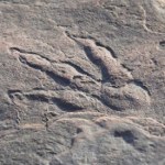 AI rozpoznaje ślady dinozaurów. Nowe podejście do prehistorycznych tropów