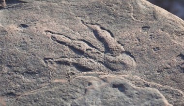 AI rozpoznaje ślady dinozaurów. Nowe podejście do prehistorycznych tropów