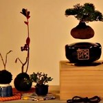 Air Bonsai: Nie ma fajniejszego gadżetu od lewitującej rośliny