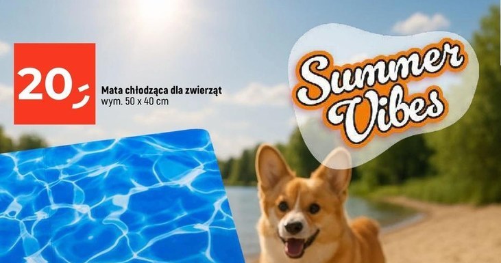 Akcesoria dla psów w Dealz! Letnia promocja, która rozpieści Twojego pupila /Dealz /INTERIA.PL