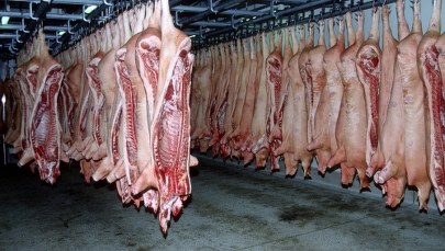 Akcja CBŚP w ubojni w Kutnie. Na miejscu jest ponad 200 funkcjonariuszy