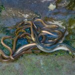 Akcja Europolu. Siatka przemytników węgorzy rozbita