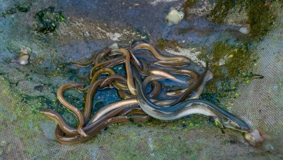 Akcja Europolu. Siatka przemytników węgorzy rozbita