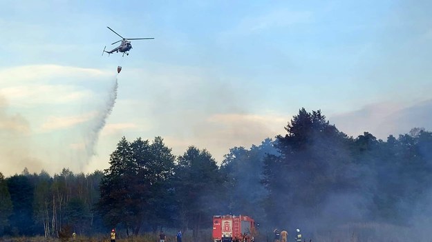 Akcja gaśnicza. Płonął las w rejonie Niska. /Straż Pożarna /