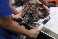 Akcja honorowego krwiodawstwa psów i kotów