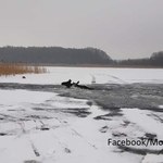 Akcja MOPR na jeziorze Kisajno. Lód załamał się pod łosiami