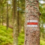 Akcja na Podkarpaciu: Samoloty zrzucą w lasach "ciasteczka", nie wolno ich dotykać