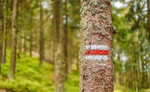 Akcja na Podkarpaciu: Samoloty zrzucą w lasach "ciasteczka", nie wolno ich dotykać