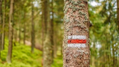 Akcja na Podkarpaciu: Samoloty zrzucą w lasach "ciasteczka", nie wolno ich dotykać