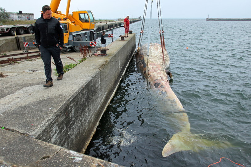 Akcja podniesienia z wody martwego wieloryba /Piotr Wittman /PAP