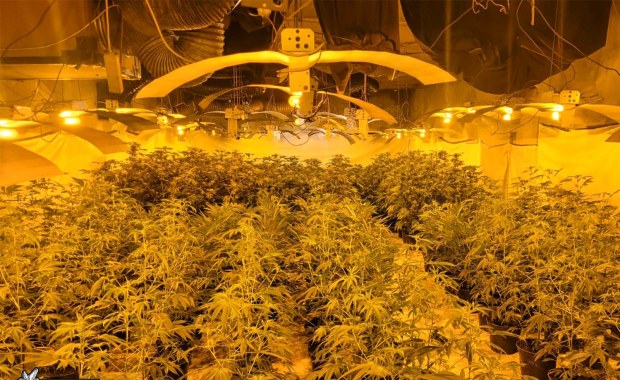 Akcja policji koło Łodzi. Zlikwidowano plantację konopi