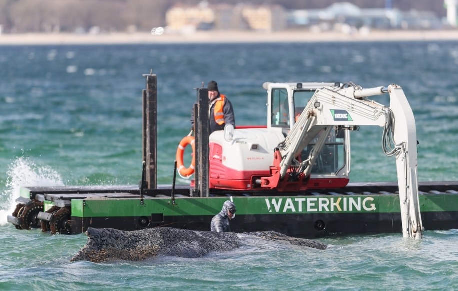 Akcja ratowania humbaka /SELIM SUDHEIMER /PAP/EPA