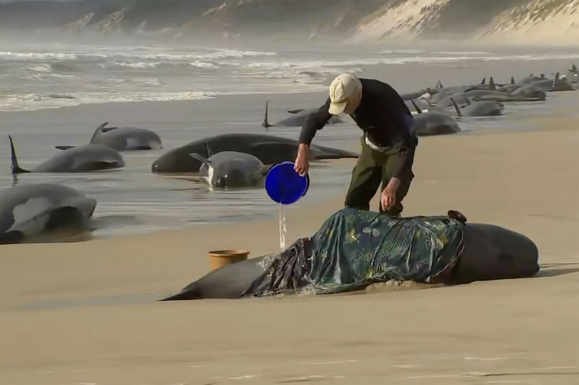 Akcja ratowania wielorybów na plaży Ocean Beach koło Strahan w Australii /ASSOCIATED PRESS/East News /East News