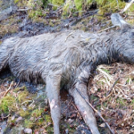 Akcja ratunkowa w bagnie. Łoś w pułapce