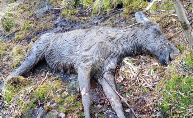 Akcja ratunkowa w bagnie. Łoś w pułapce