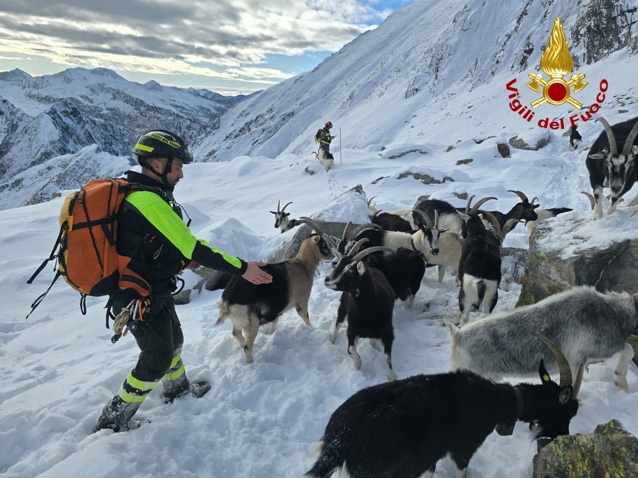 Akcja ratunkowa we włoskich Alpach. Strażacy ocalili kozy, które zaginęły po ataku wilków /Foto: vigilfuoco /