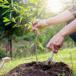 Akcja sadzenia drzew w Siedlcach