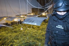 Akcja Straży Granicznej przeciwko producentom narkotyków