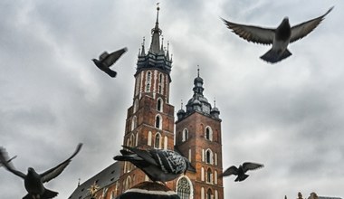Akcja "sznurek" dla krakowskich gołębi. To chronione ptaki