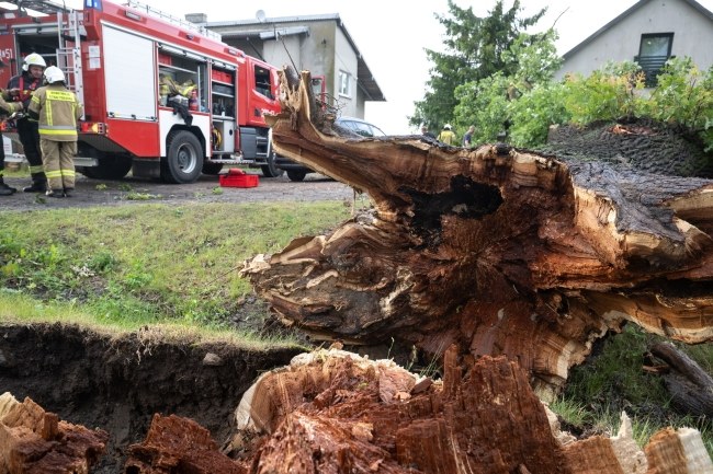 Akcja usuwania skutków nawałnicy przy zablokowanej DK 56 w miejscowości Kotomierz /Tytus Żmijewski /PAP