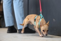 Akcja wydawania psów do tymczasowej adopcji w Schronisku dla Bezdomnych Zwierząt w Krakowie