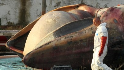 Akcja wydobycia z Bałtyku martwego wieloryba 