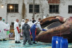 Akcja wydobycia z Bałtyku martwego wieloryba 