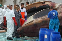 Akcja wydobycia z Bałtyku martwego wieloryba 