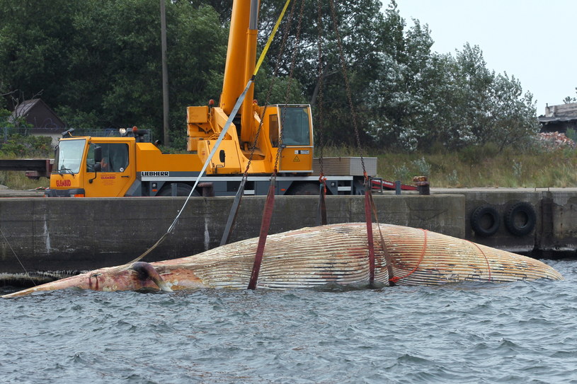 Akcja wydobywania martwego wieloryba z Bałtyku /Piotr Wittman /PAP