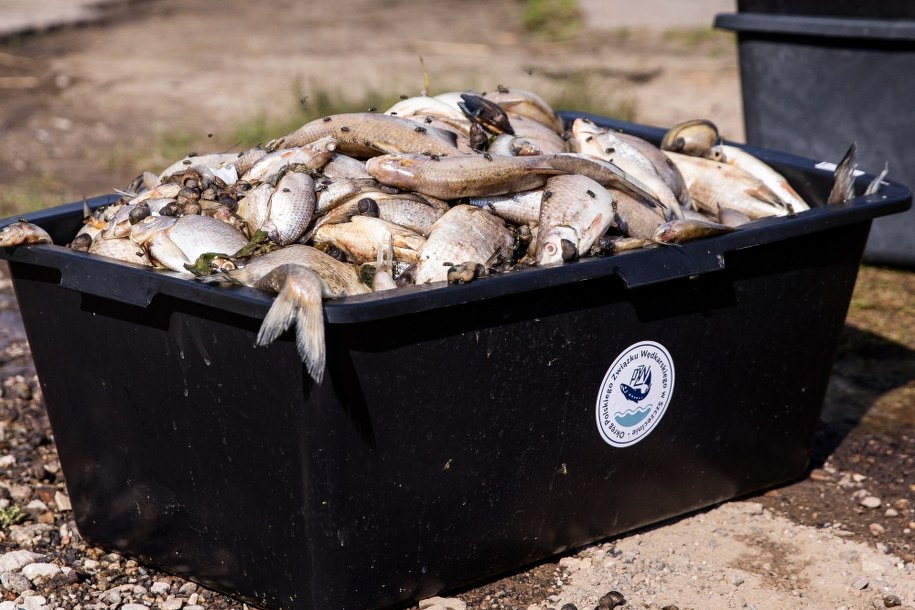 Akcja wyławiania śniętych ryb z Odry w dzielnicy Szczecin Żydowce /Jerzy Muszyński /PAP