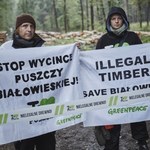 Aktywiści Greenpeace rozpoczęli piąty dzień blokady w Nadleśnictwie Białowieża
