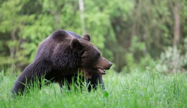 Aktywiści zaatakowani przez niedźwiedzia. "Poruszaliśmy się zbyt cicho"