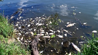 Alarm na Odrze. Setki kilogramów śniętych ryb
