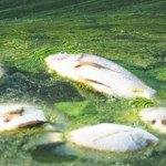 Alarm na zalewie Stańków. Wyłowiono tysiące martwych ryb