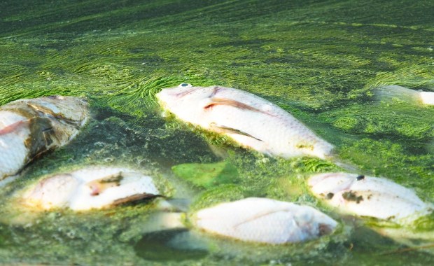 Alarm na zalewie Stańków. Wyłowiono tysiące martwych ryb