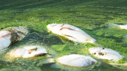 Alarm na zalewie Stańków. Wyłowiono tysiące martwych ryb