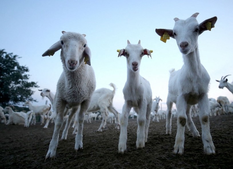 Alarm w Grecji. Specjalny zakaz dotyczący owiec i kóz 
