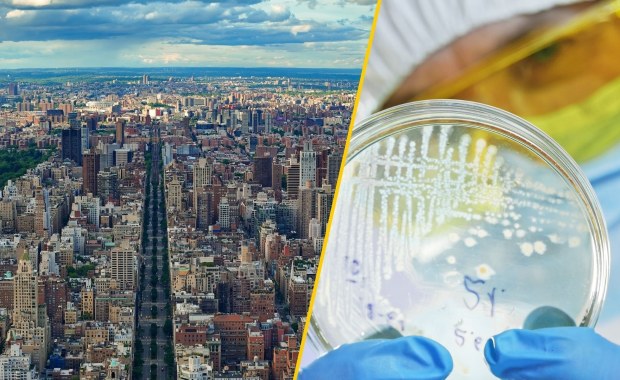 ​Alarm w Nowym Jorku. Wróciła groźna choroba: 90 przypadków, trzy ofiary śmiertelne