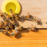 Alarm w pasiekach: Pszczoły roją się jak nigdy dotąd