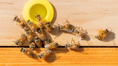 Alarm w pasiekach: Pszczoły roją się jak nigdy dotąd