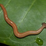 gatunek inwazyjny Alarm w sprawie drapieżnego robaka. "Nie kroić go, bo tak powstaną dwa"