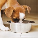 wzrok Alarm wśród właścicieli psów. Karma powiązana ze ślepotą zwierząt