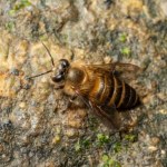 ​Alarmujące dane. Dzikie pszczoły i motyle znikają z Europy