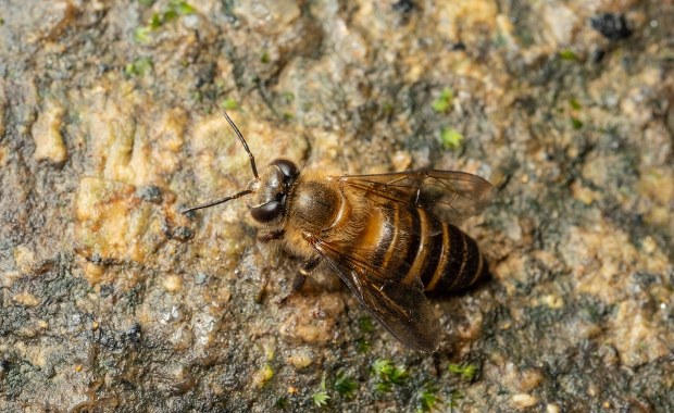 ​Alarmujące dane. Dzikie pszczoły i motyle znikają z Europy