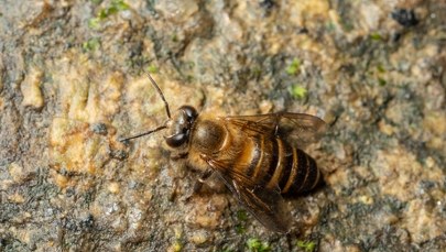 ​Alarmujące dane. Dzikie pszczoły i motyle znikają z Europy